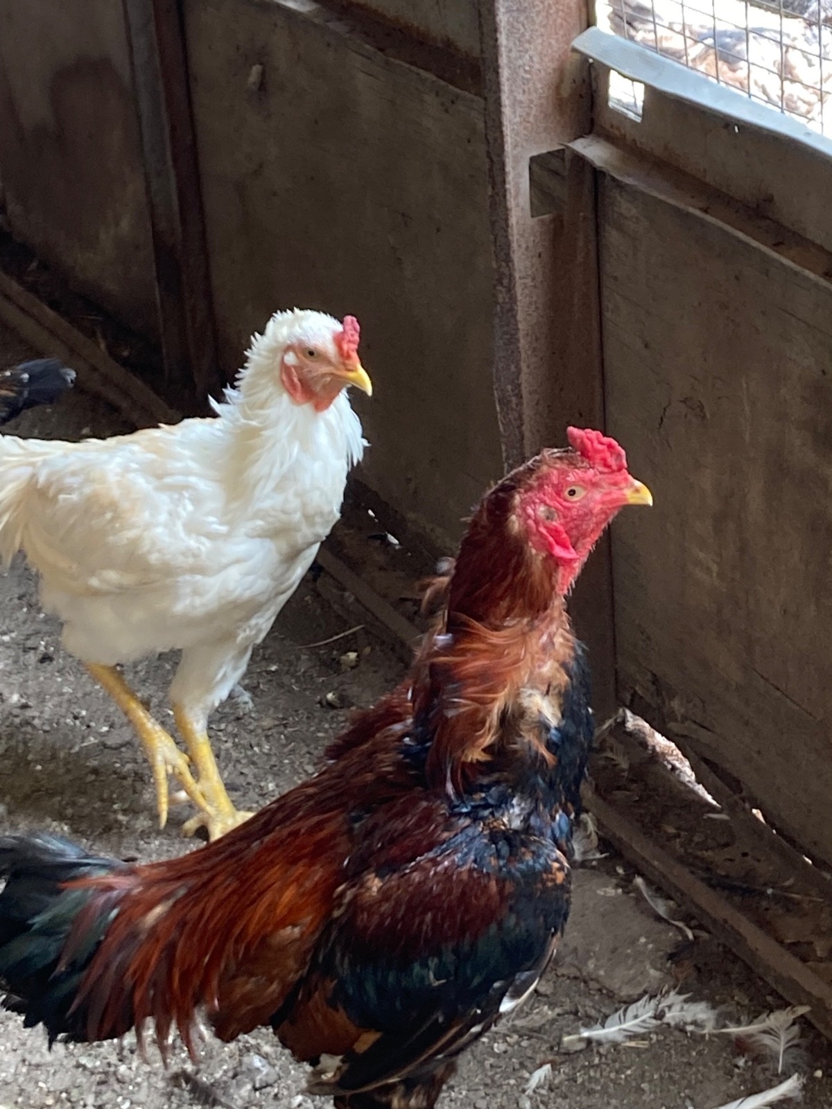 7 FRESH Indio Gigante Hatching Eggs shipped either USPS or 2 Day FedEx