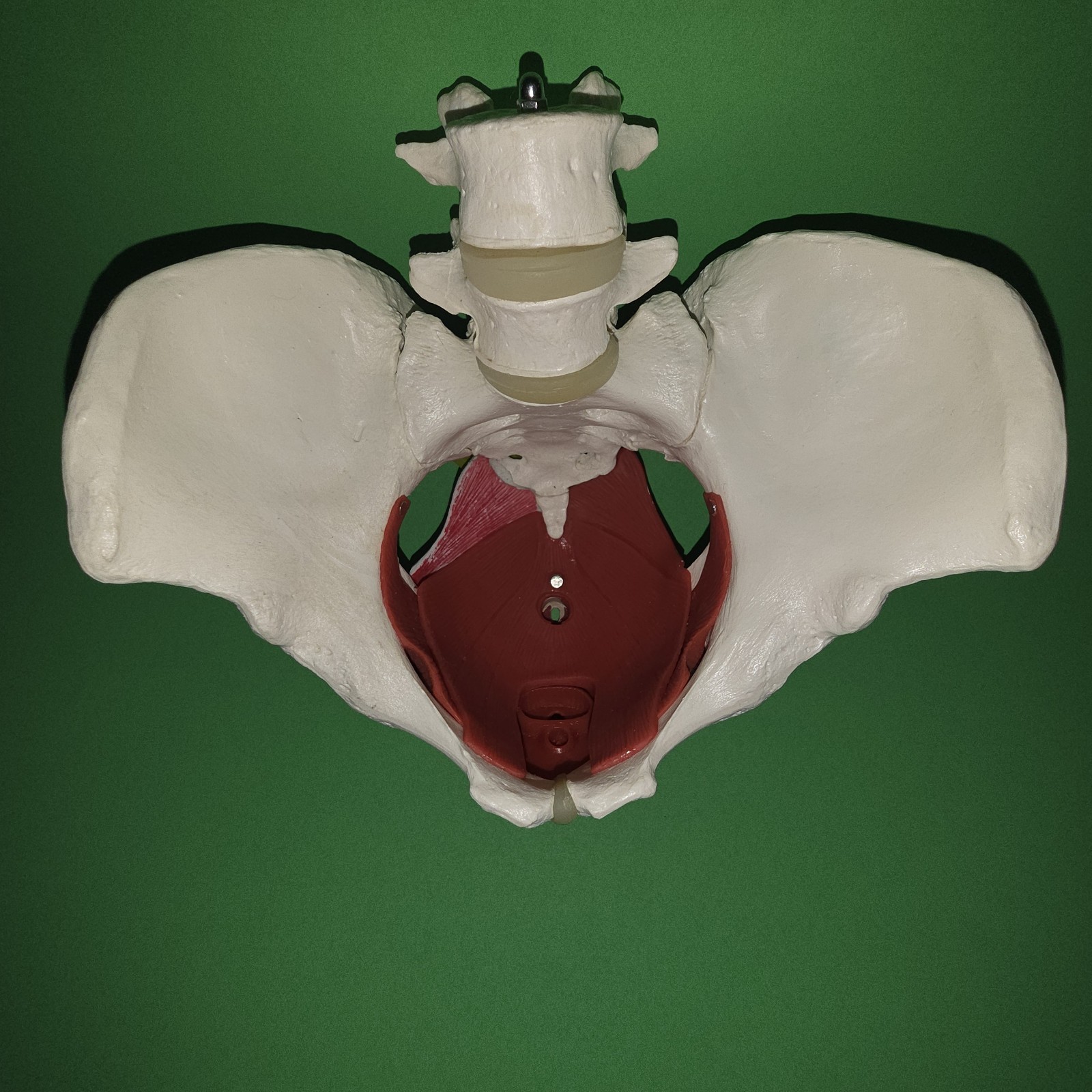 Female Pelvis Model Skeleton Medical Model for Display Midwife in Obstetrics
