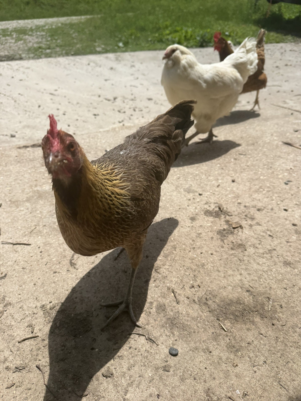 🌈 12 Rainbow Egger Hatching Eggs – Rare Breeds, Colorful Eggs + Chicks