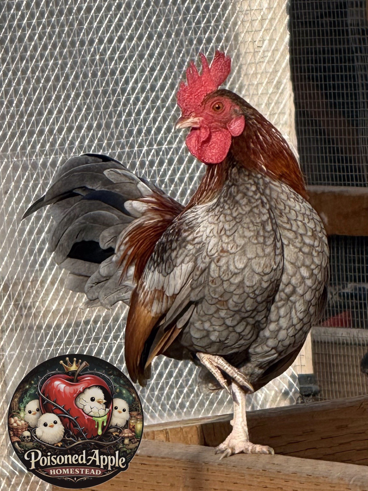 12+++ High Quality Fertile Serama Hatching Eggs Mixed Colors** Frizzle**Silkied*