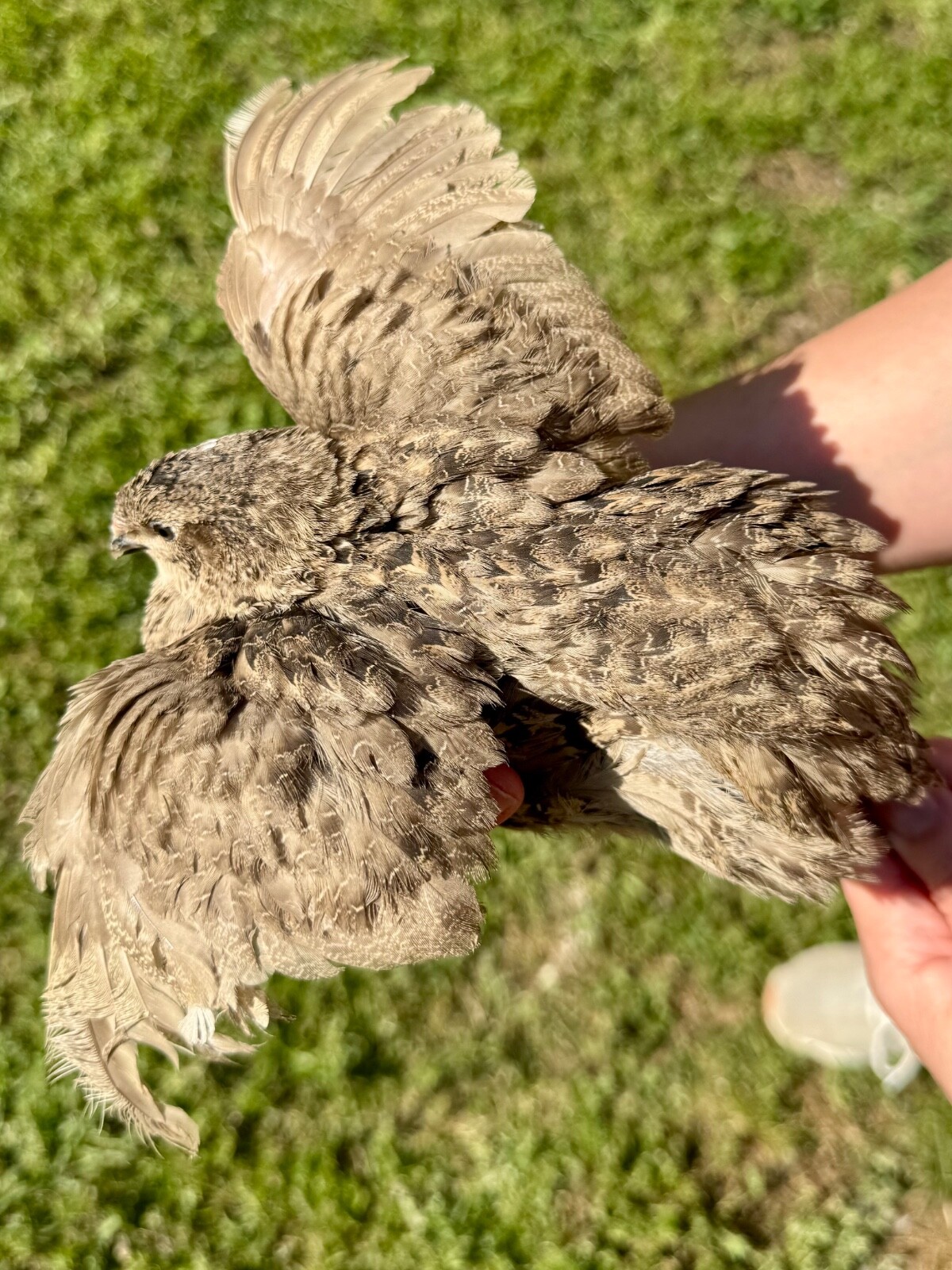 15+ RARE COLORS Coturnix Quail Hatching Eggs NPIP AI Free