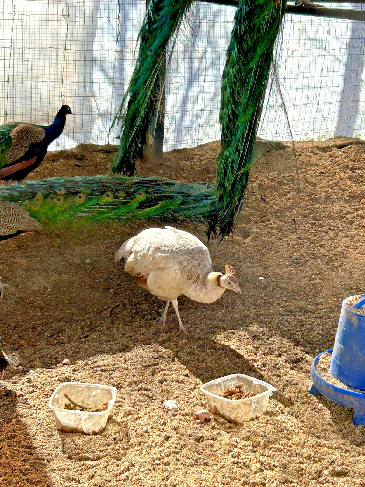 PRE SALE 4 Mixed PEACOCK Hatching Eggs, Ready to Ship IN 7-14 DAYS