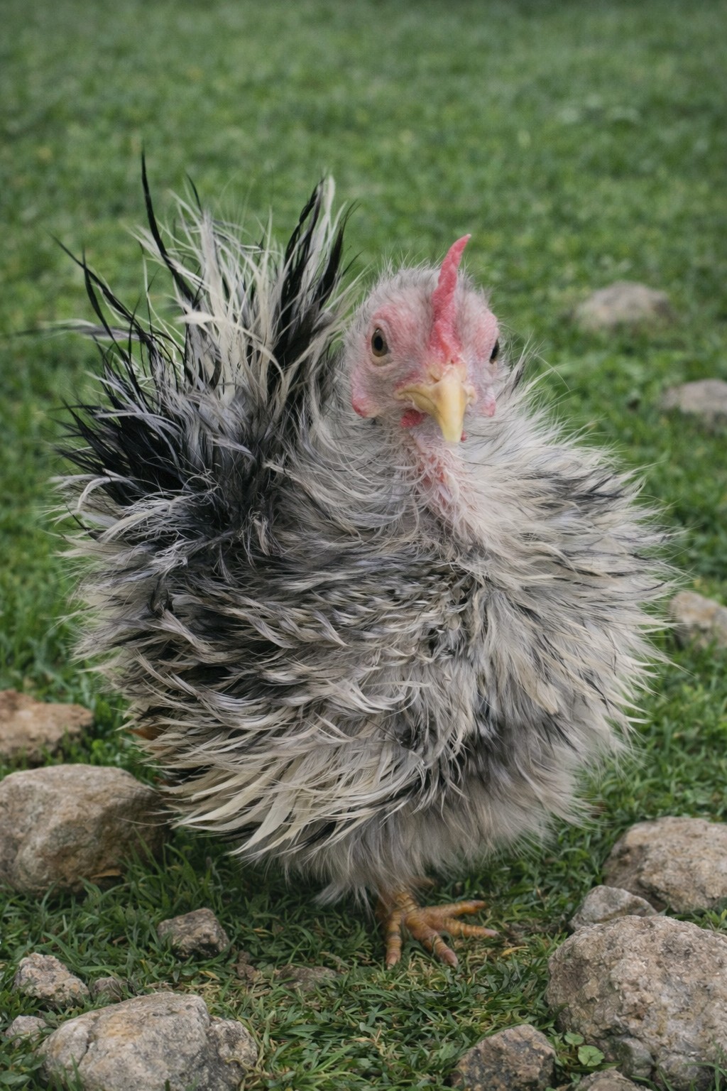 2+1 Micro & Size A & B 100% Pure Serama Hatching Eggs Malaysian And Traditional
