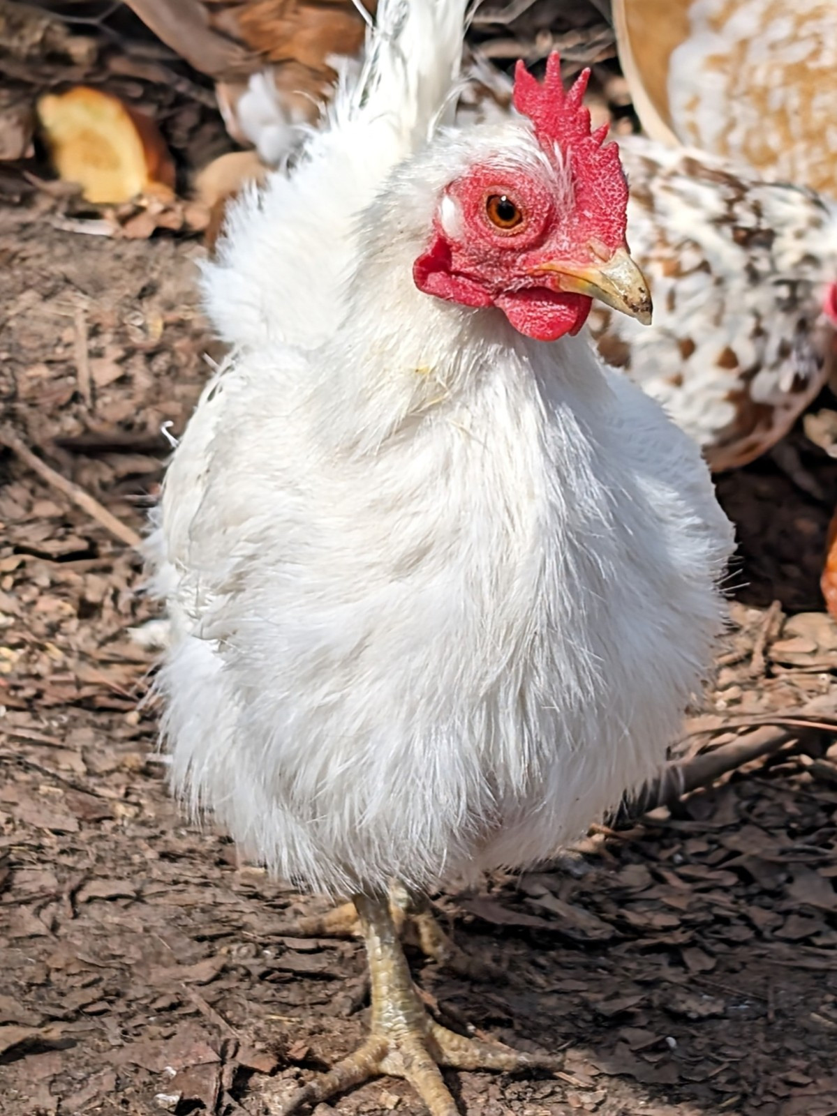 10++ eggs: Serama Bantam Chicken Hatching Eggs-Pocket, Teacup, Tiny