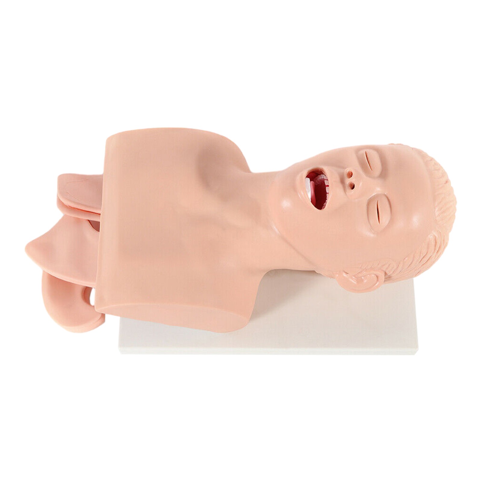 Airway Management Trainer Study Adult Oral Intubation Manikin Teaching Model NEW