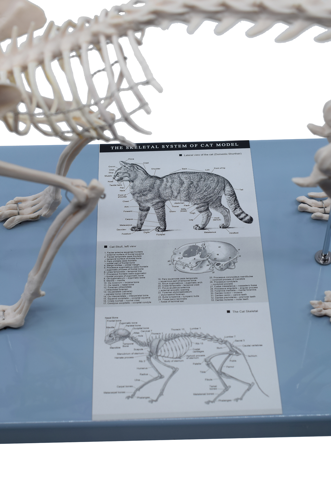 Eisco Labs Adult Cat Skeletal System, Anatomical Model, 8.25″ Tall