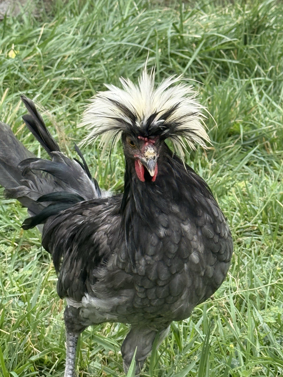 12+ FERTILE CHICKEN PUREBRED POLISH HATCHING EGGS QUICK SHIP USPS PRIORITY MAIL