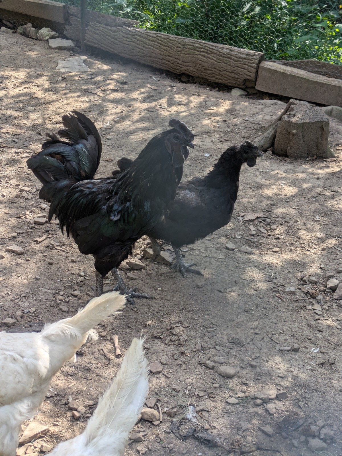 Ayam Cemani Hatching Eggs 4 Eggs Will Ship Fresh Check Fertility Daily