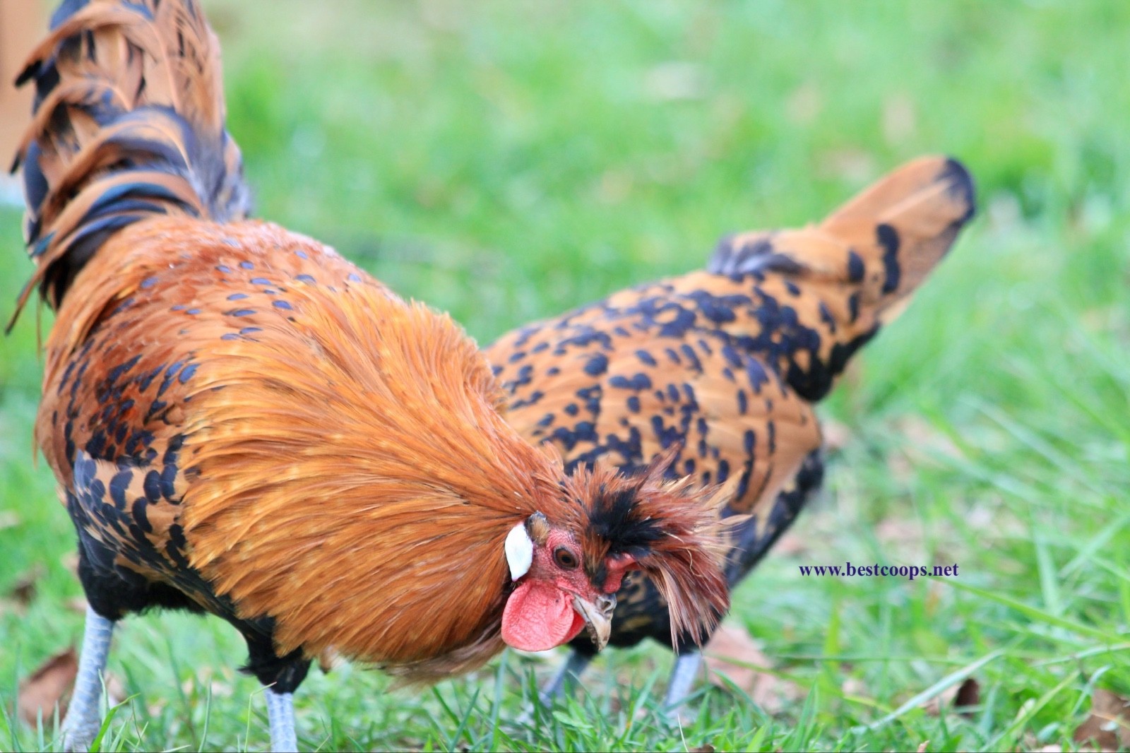 10+ Gold Appenzeller Chicken Hatching Eggs