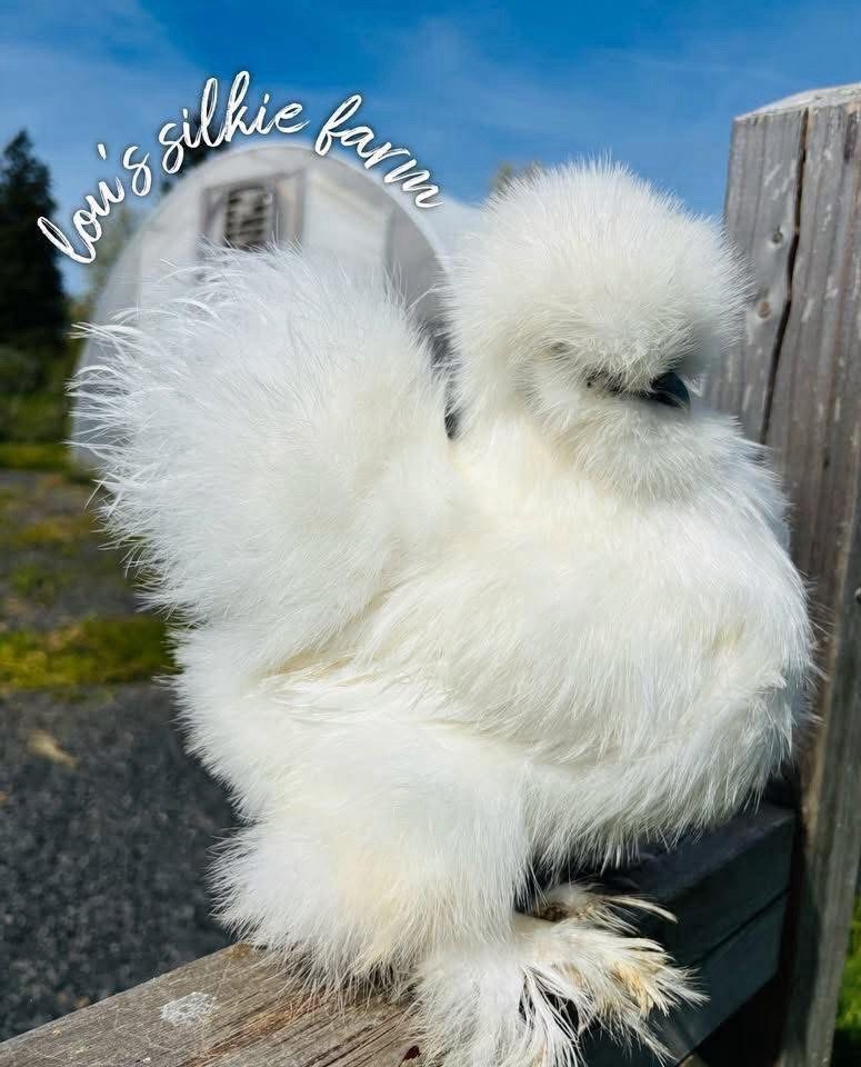 One Dozen (12) Recessive White • Regular Silkie Feather Only • UPS 2 Day
