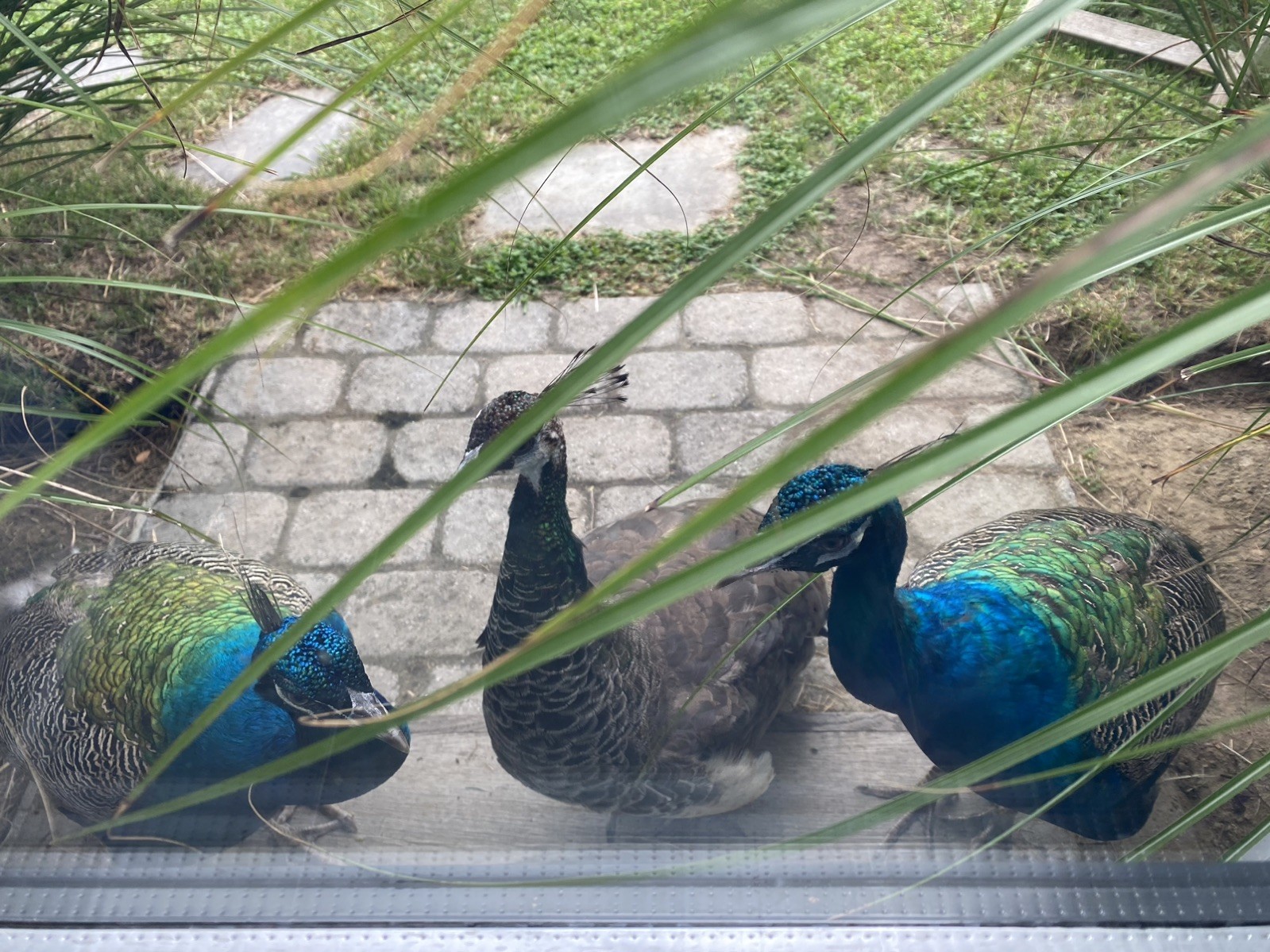 PRE SALE 4 Mixed PEACOCK Hatching Eggs, Ready to Ship IN 7-14 DAYS