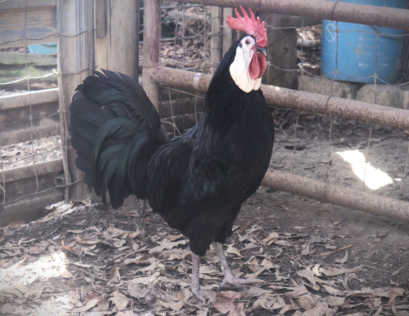 12 LF White Face Black Spanish Eggs Imported from Spain