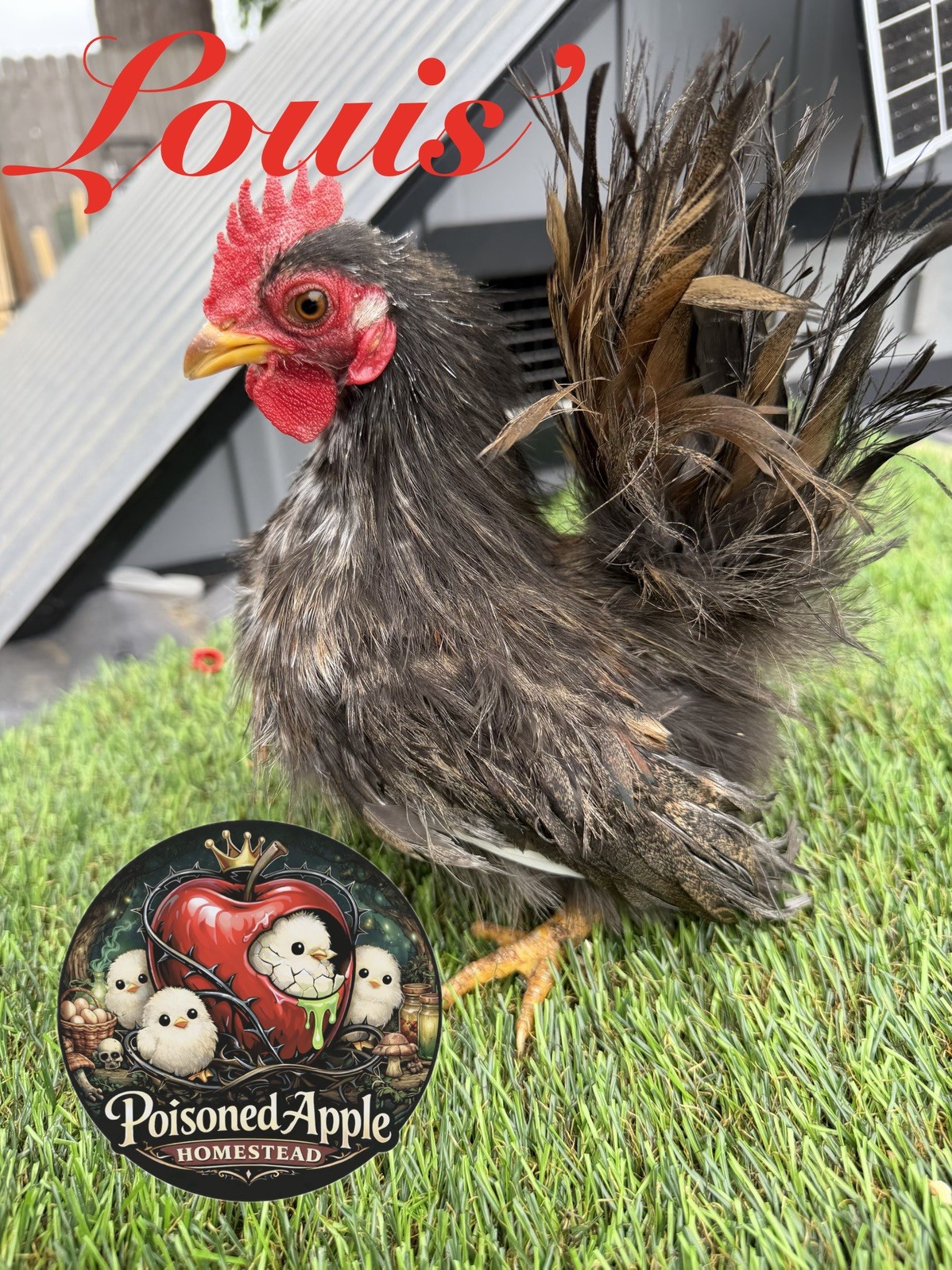 12+++ High Quality Fertile Serama Hatching Eggs Mixed Colors** Frizzle**Silkied*