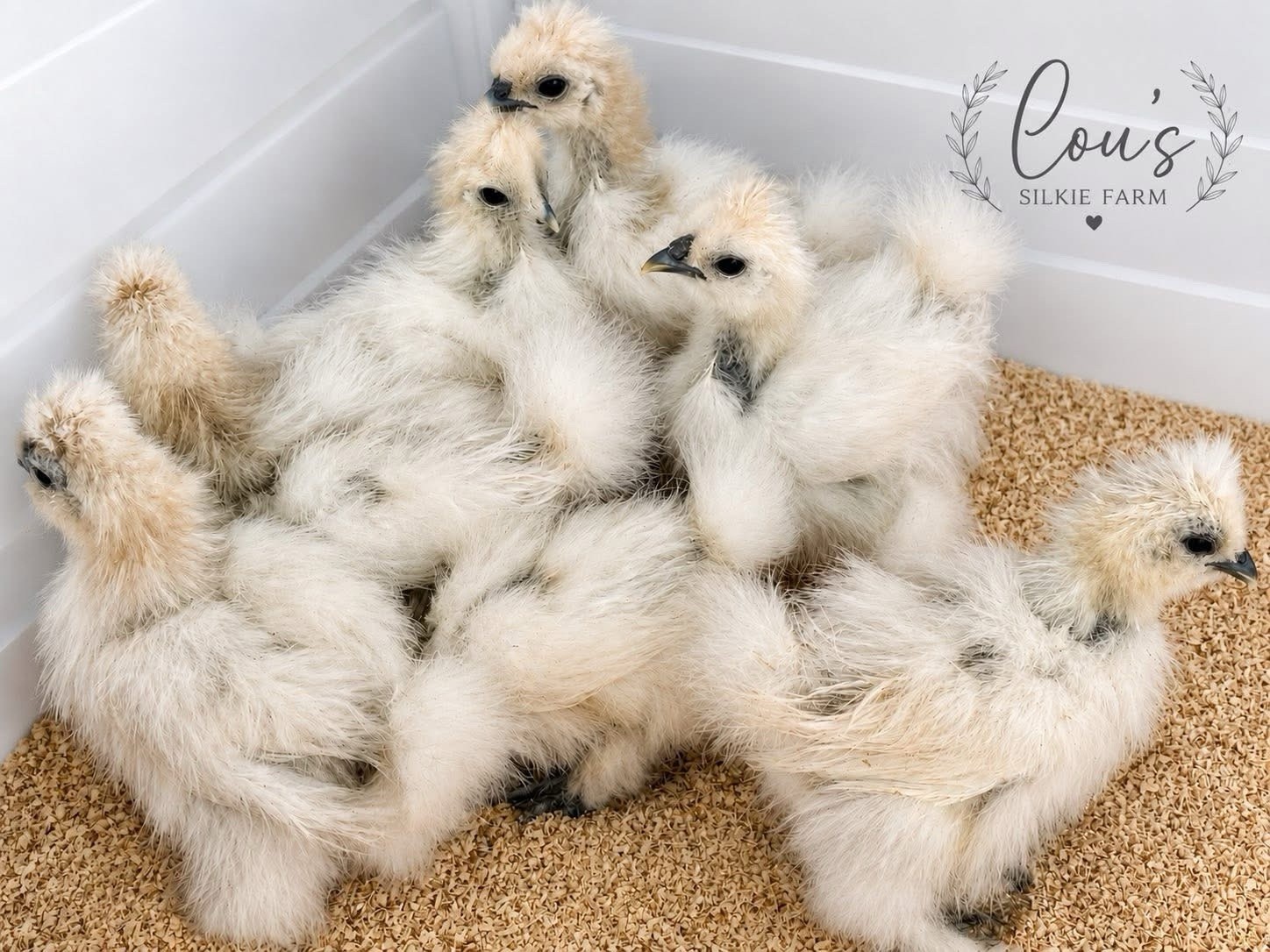 One Dozen (12) Recessive White • Regular Silkie Feather Only • UPS 2 Day