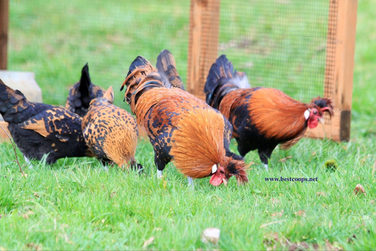 10+ Gold Appenzeller Chicken Hatching Eggs