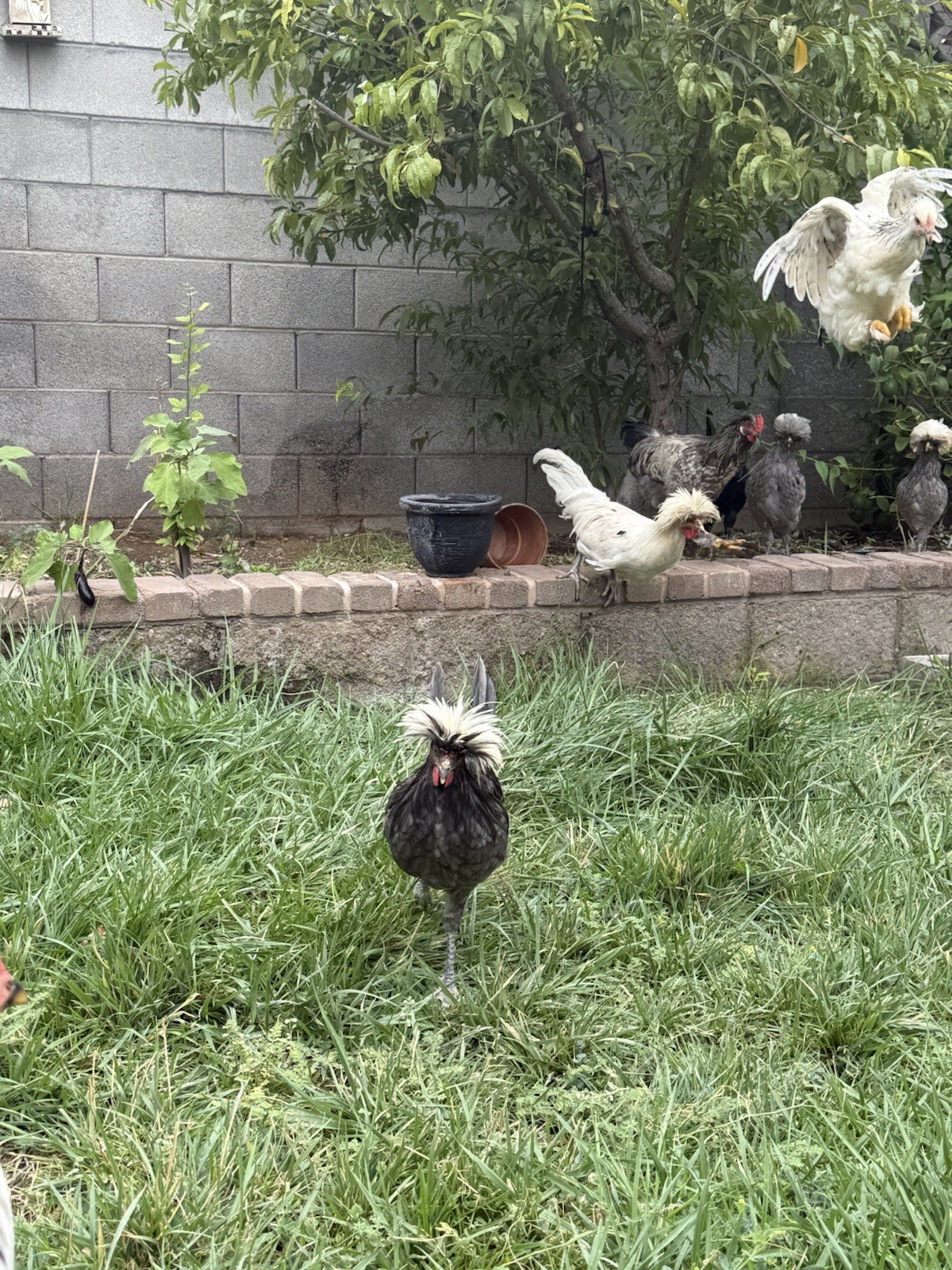 12+ FERTILE CHICKEN PUREBRED POLISH HATCHING EGGS QUICK SHIP USPS PRIORITY MAIL