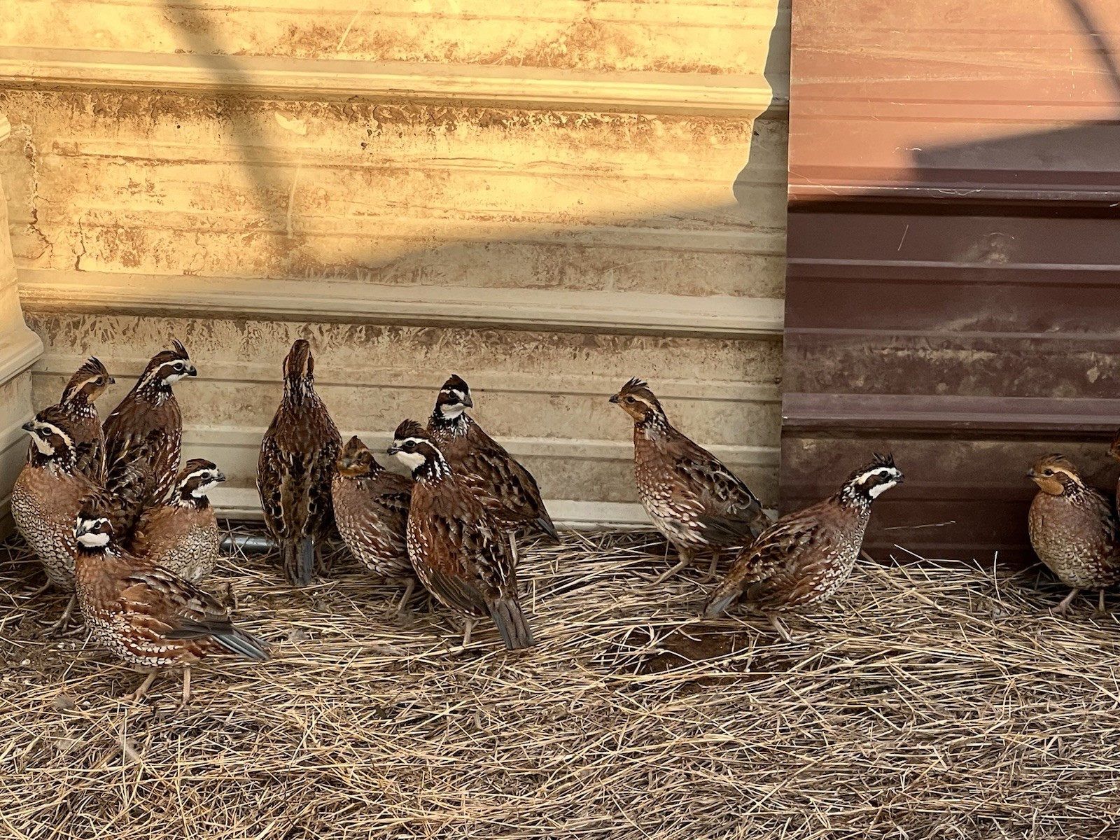 60+ Northern Bobwhite Quail Hatching Eggs! NPIP Certified- AI clean. $60.00