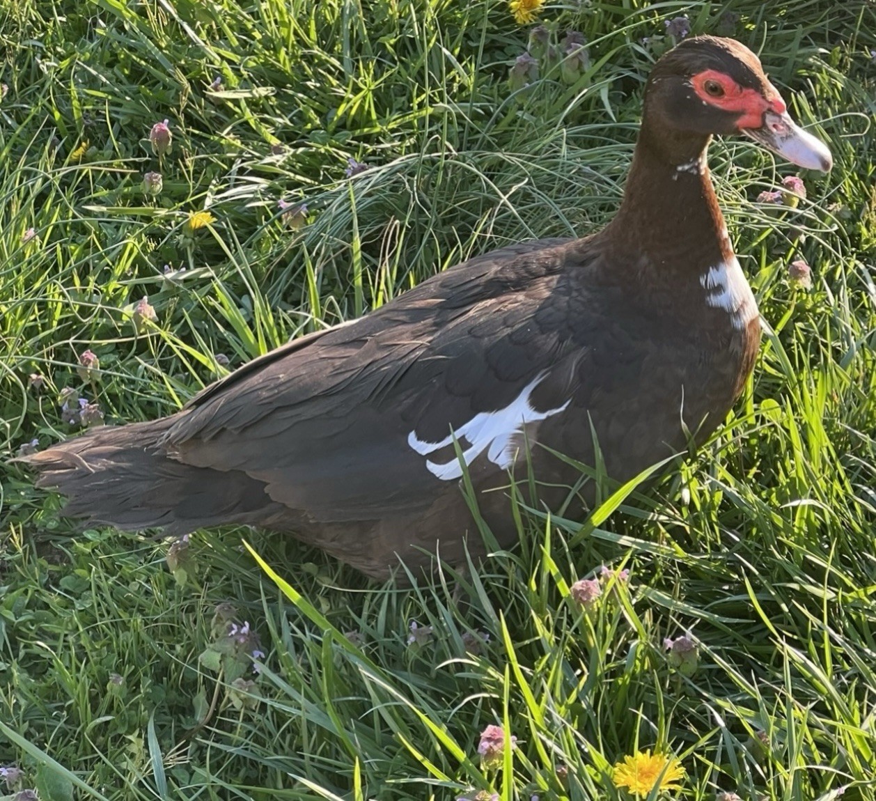 12+ Purebred Fertile Muscovy Duck Hatching Eggs (Rare Colors)