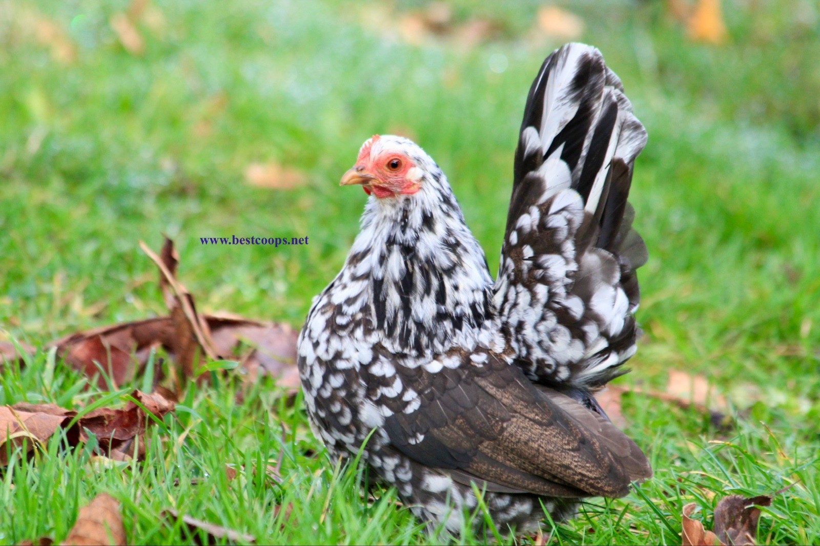 12+ Fertile Show Quality Serama Chicken Hatching Eggs
