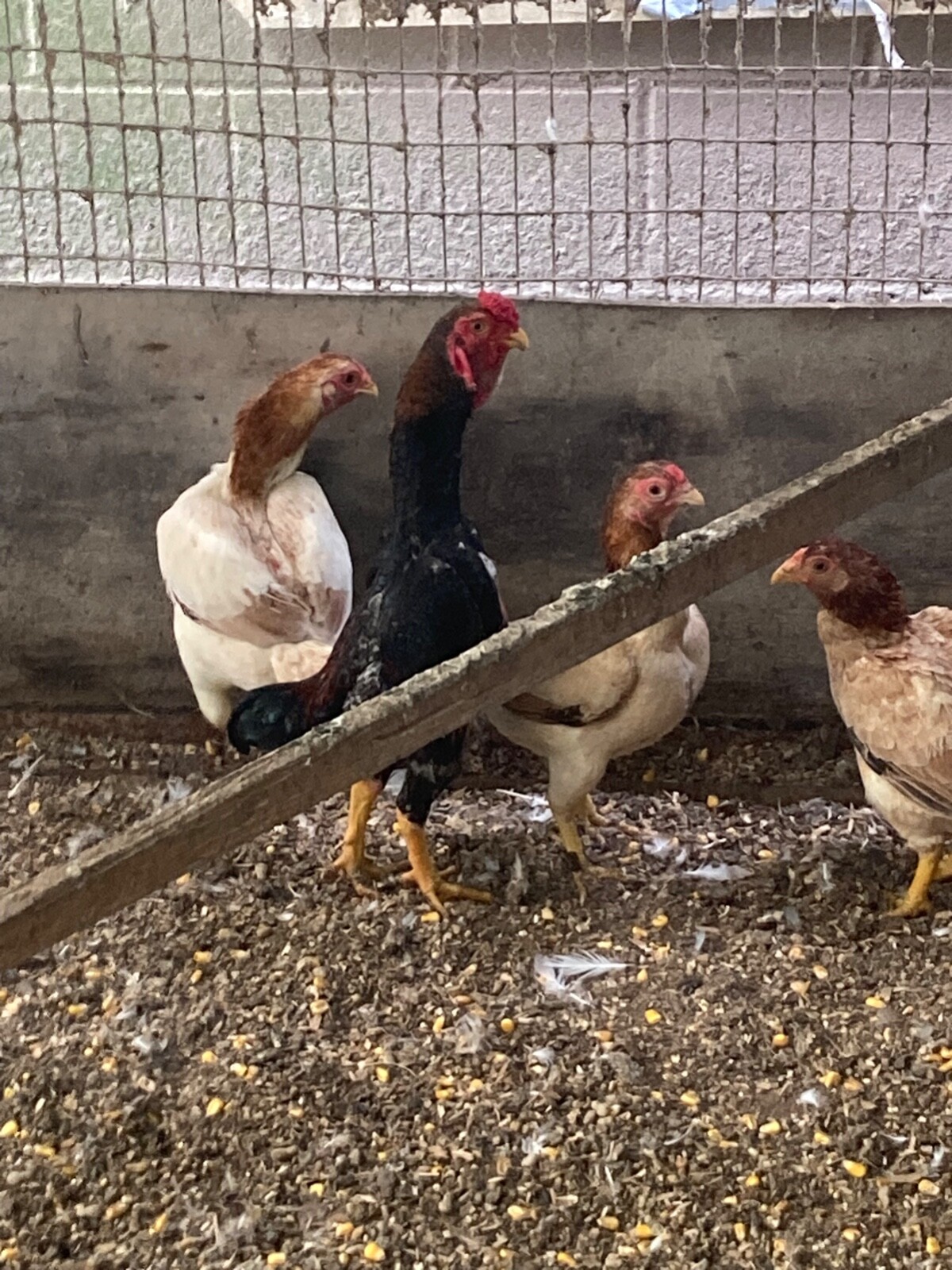 7 KO SHAMO BANTAM EGGS VERY FRESH SUPERB QUALITY these will Ship 2 day FedEx