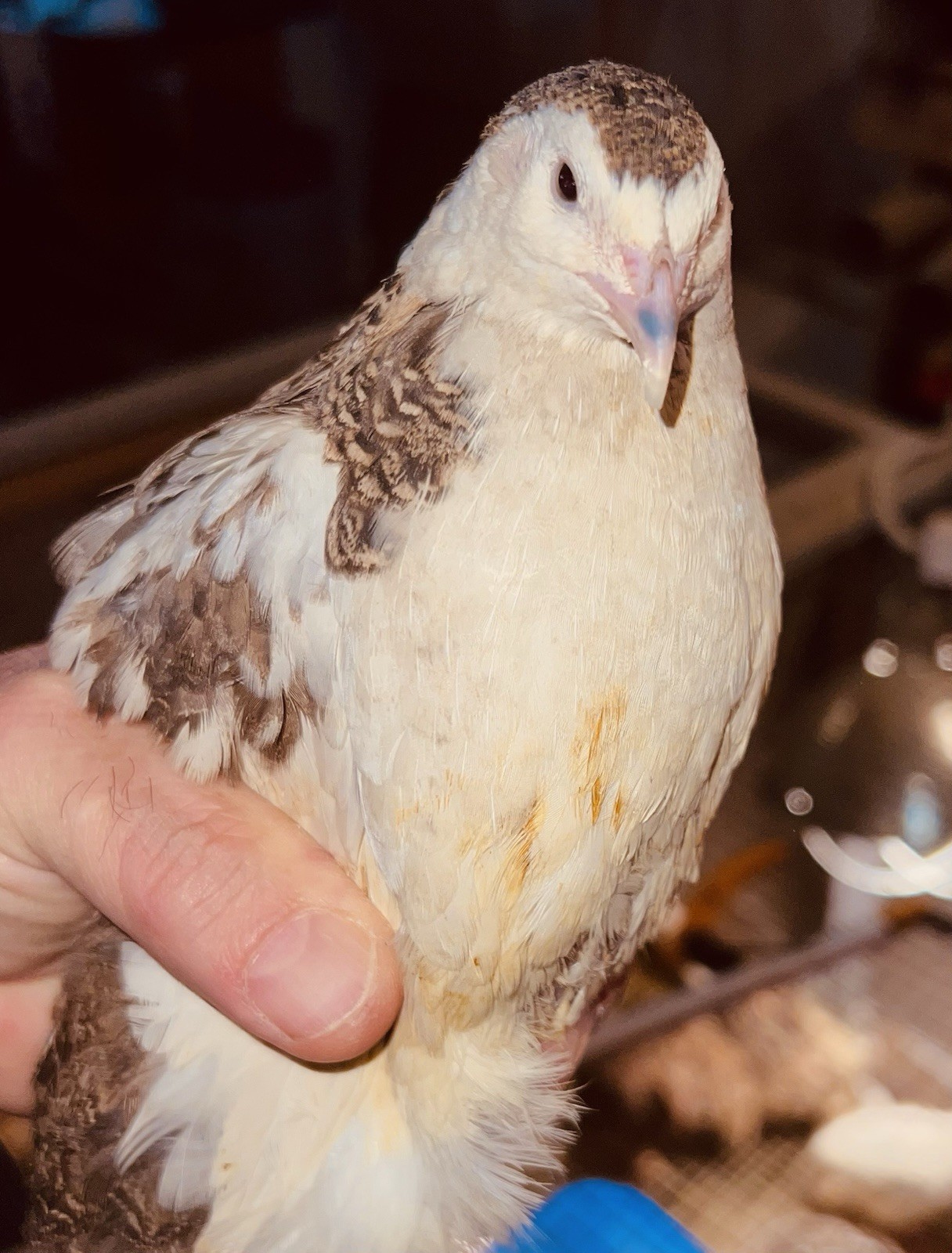32+4 extra Jumbo Coturnix Quail Hatching Eggs( Brown, Tuxedo, Cinnamon, White )
