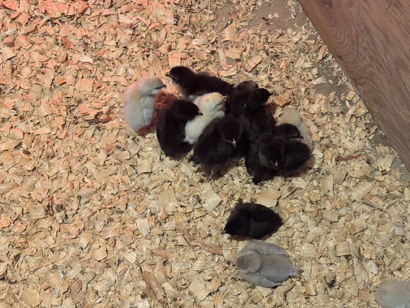 🌈 12 Rainbow Egger Hatching Eggs – Rare Breeds, Colorful Eggs + Chicks
