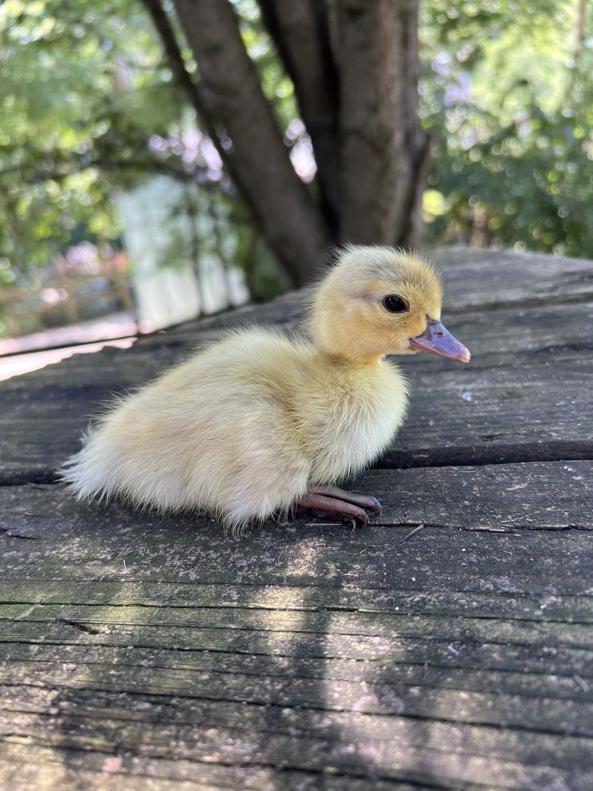 12+ Purebred Fertile Muscovy Duck Hatching Eggs (Rare Colors)