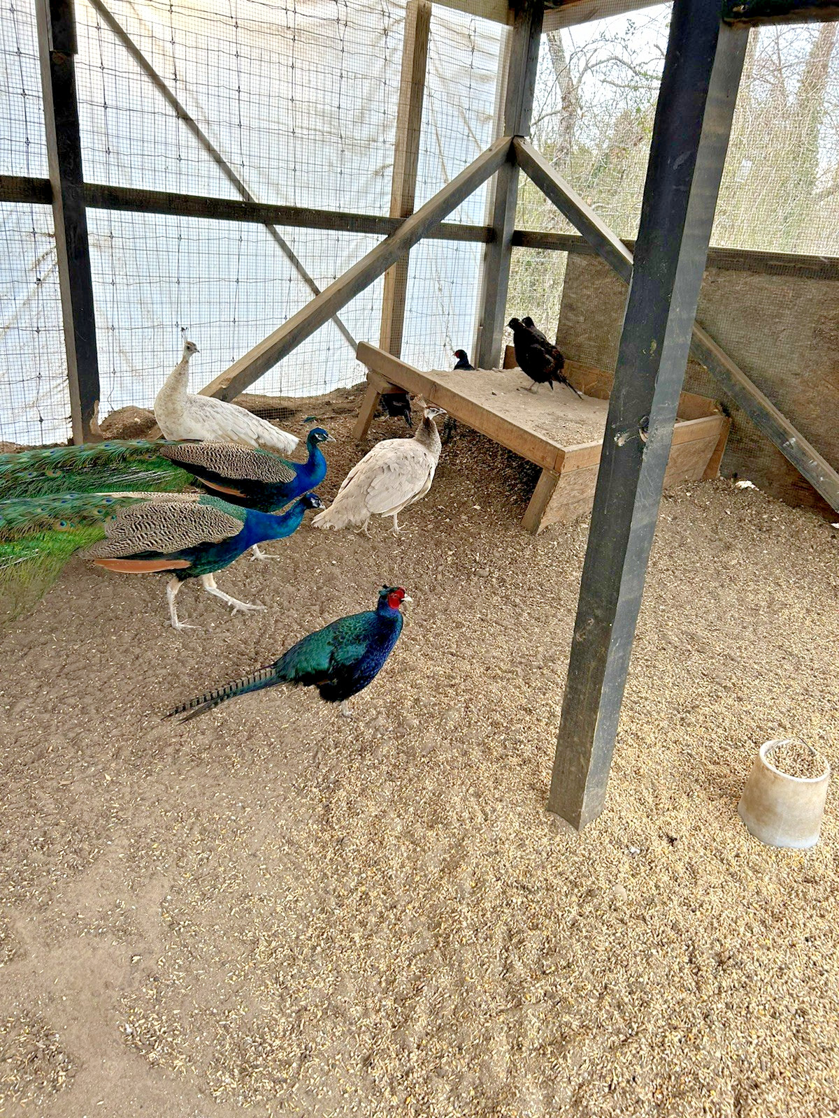 PRE SALE 4 Mixed PEACOCK Hatching Eggs, Ready to Ship IN 7-14 DAYS