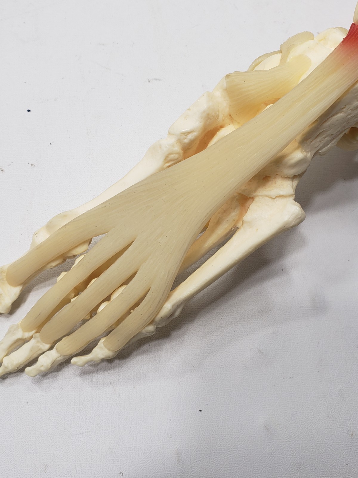 GPI Anatomical Right Foot Ankle Model Ligament Bone Anatomy Display Teaching Aid
