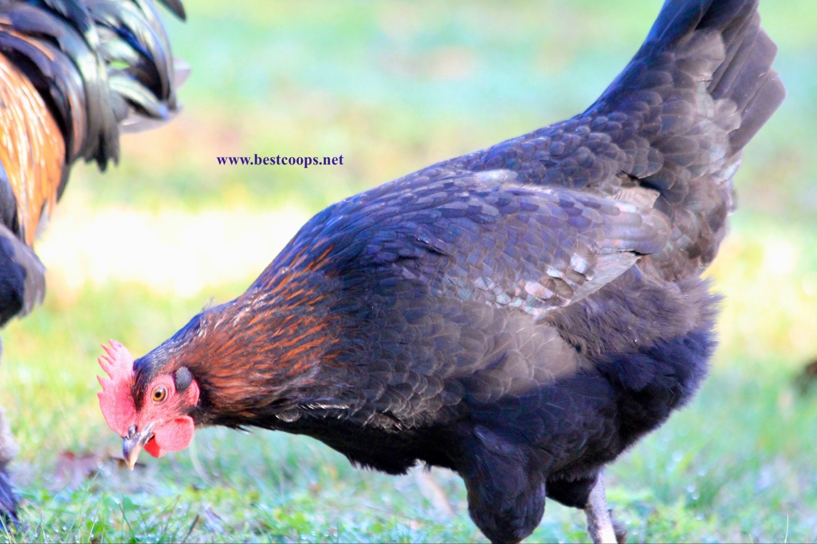 10+ Fertile Black Copper Marans Chicken Hatching Eggs