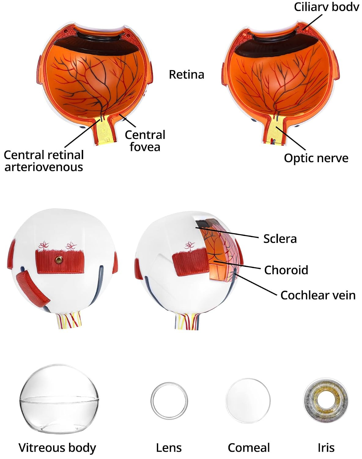 6X Human Eye Anatomy Model – Static Display for Science Class, Lab Study & Educa