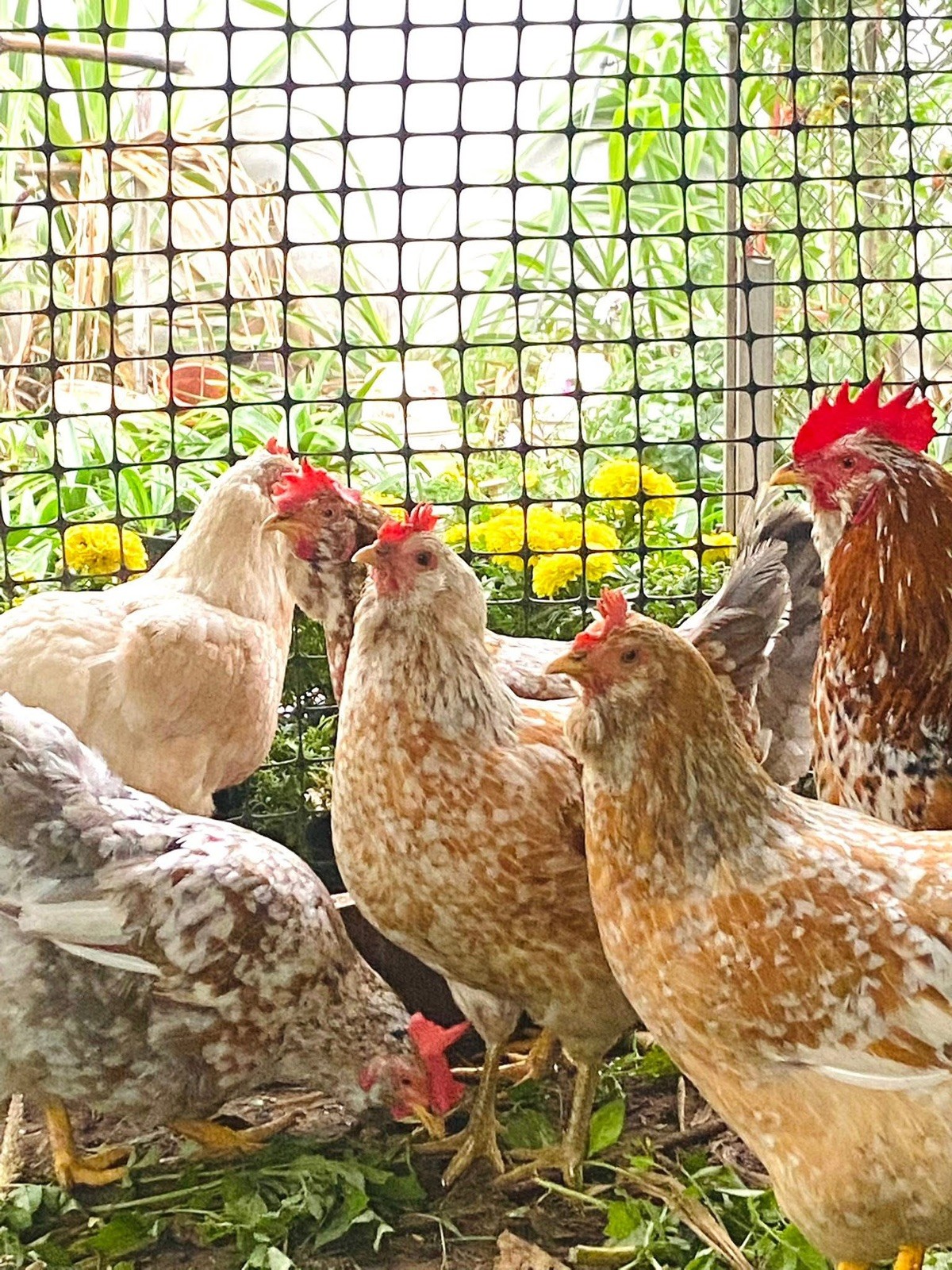 10+ Rare Breed Chicken Fertile Hatching Eggs Orpington, Cochin, Sweddish Flower