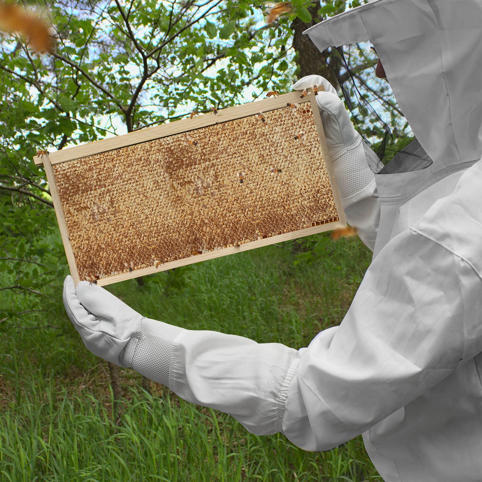 Beehive 10 Frame Add-On Super with 10 Deep Frames Langstroth Beekeeping