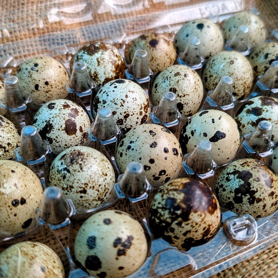 150+ extras Coturnix Quail Hatching Eggs NPIP Flock – UPS Shipping