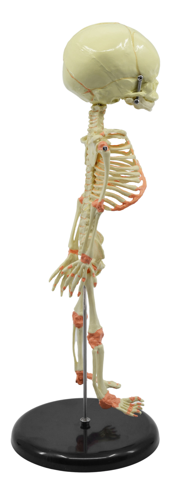 Eisco Labs Infant Fetus Skeleton Model, Mini Size
