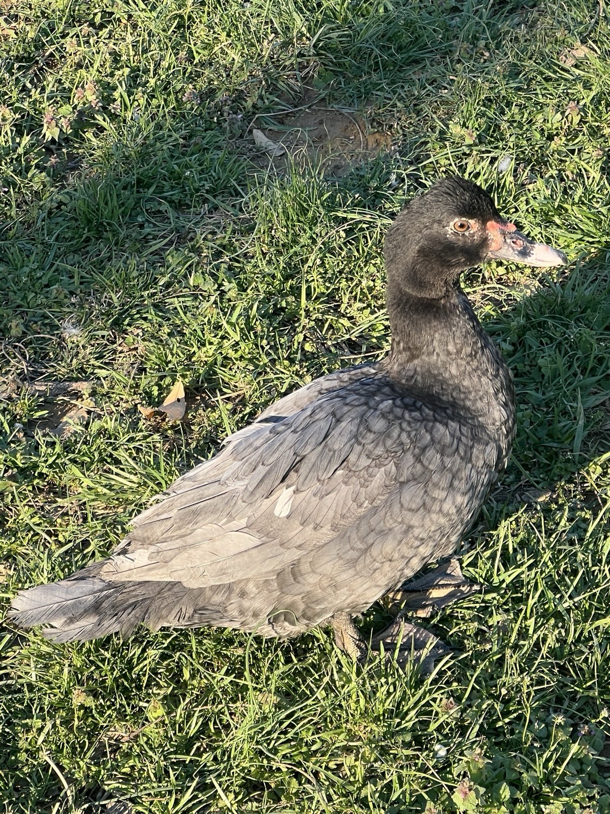 12+ Purebred Fertile Muscovy Duck Hatching Eggs (Rare Colors)