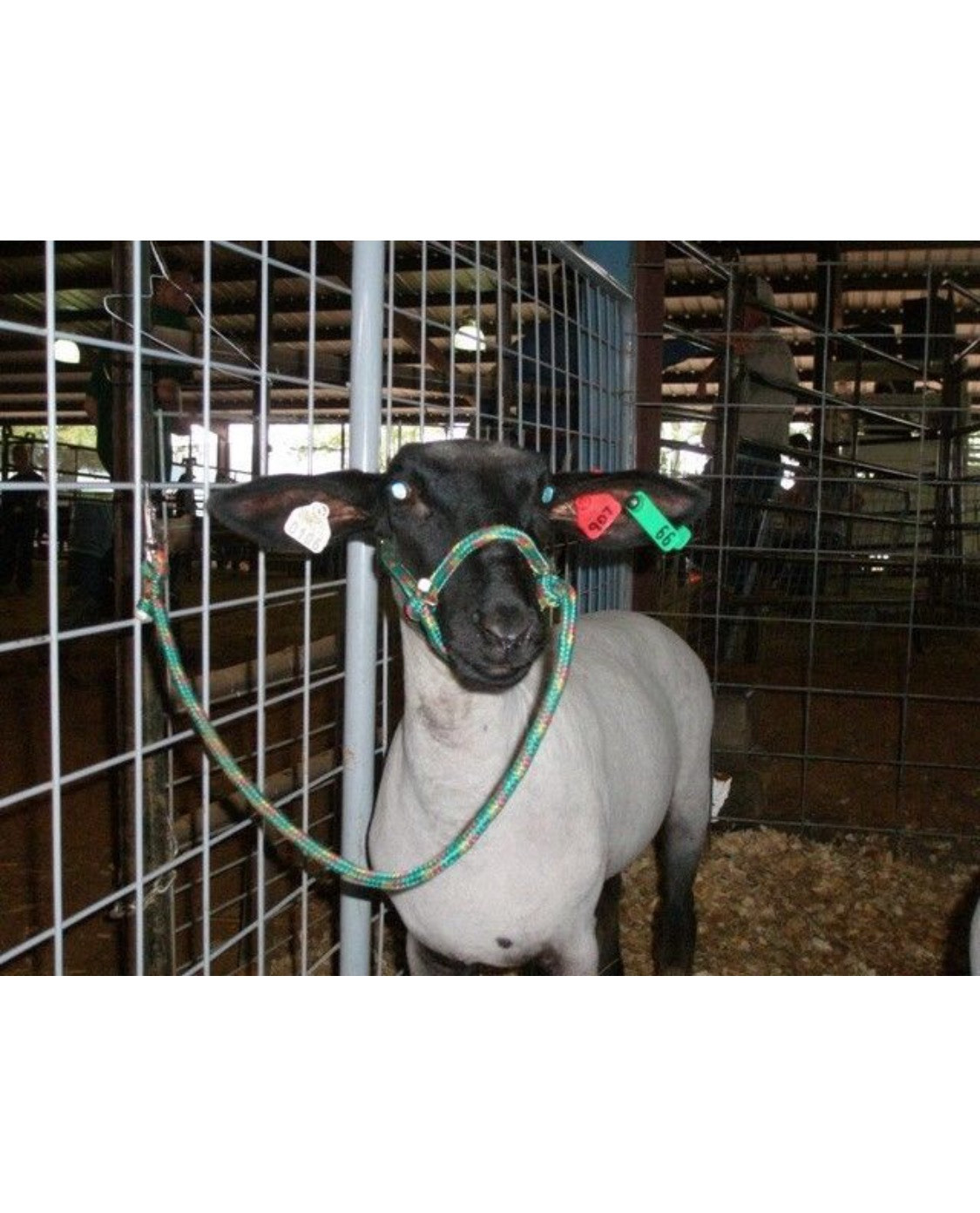 HALTER – For Sheep Lambs Goats or Llamas