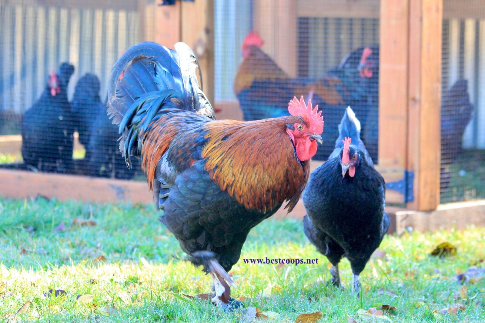 10+ Fertile Black Copper Marans Chicken Hatching Eggs