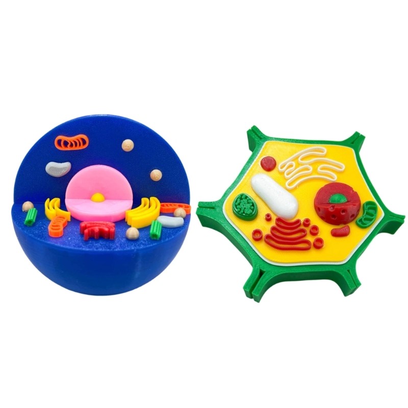 Educational Animal Plant Cell Anatomy Model Biology Teaching Aid For Science Lab