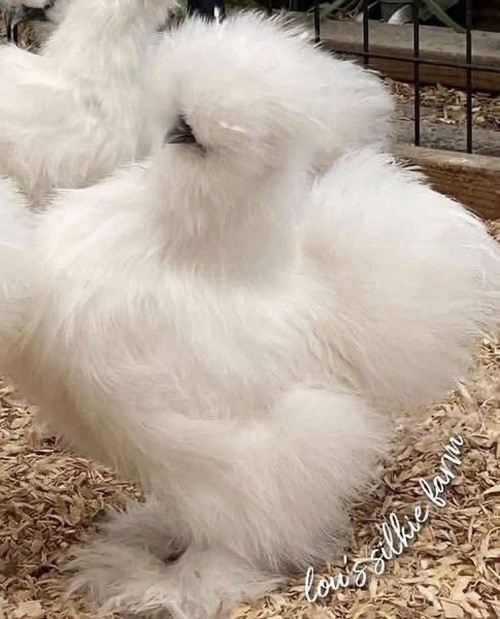 One Dozen (12) Recessive White • Regular Silkie Feather Only • UPS 2 Day
