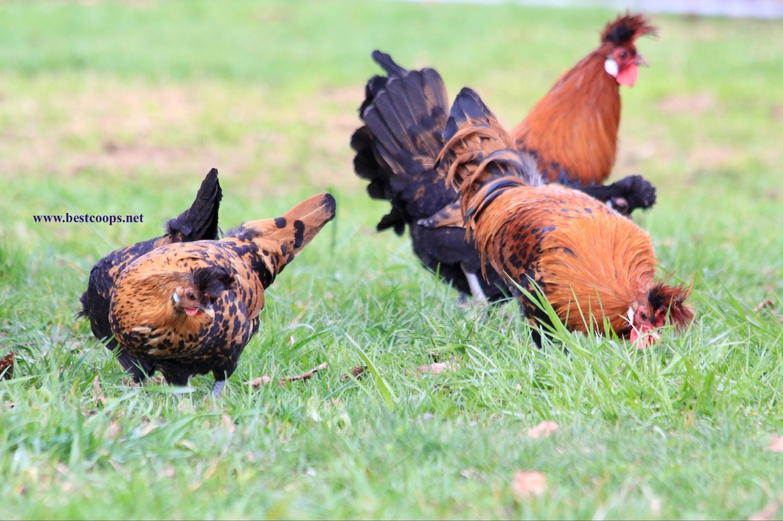10+ Gold Appenzeller Chicken Hatching Eggs