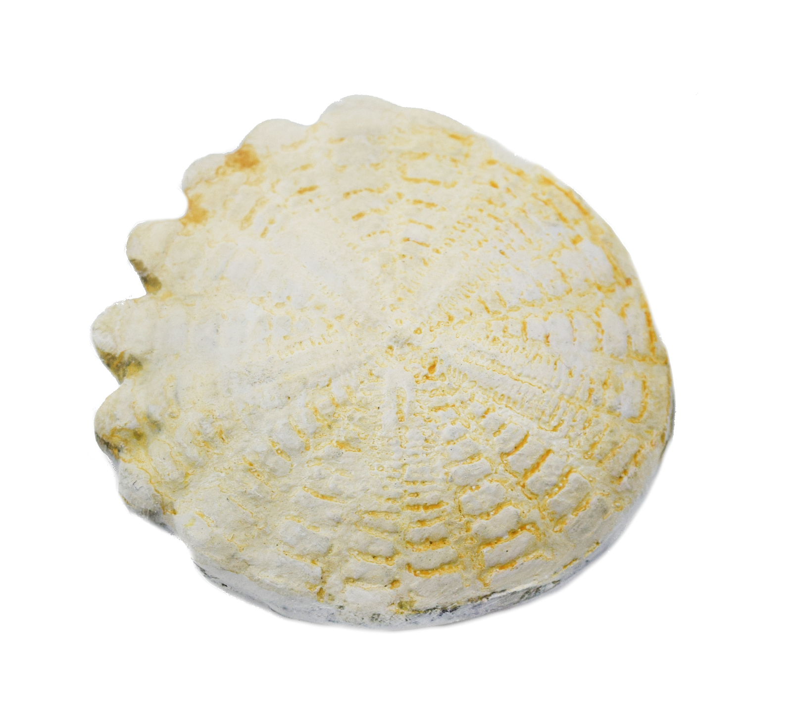 Hardouinia Fossil Replica, 4cm – Mesozoic Echinoderm Model – Eisco Labs