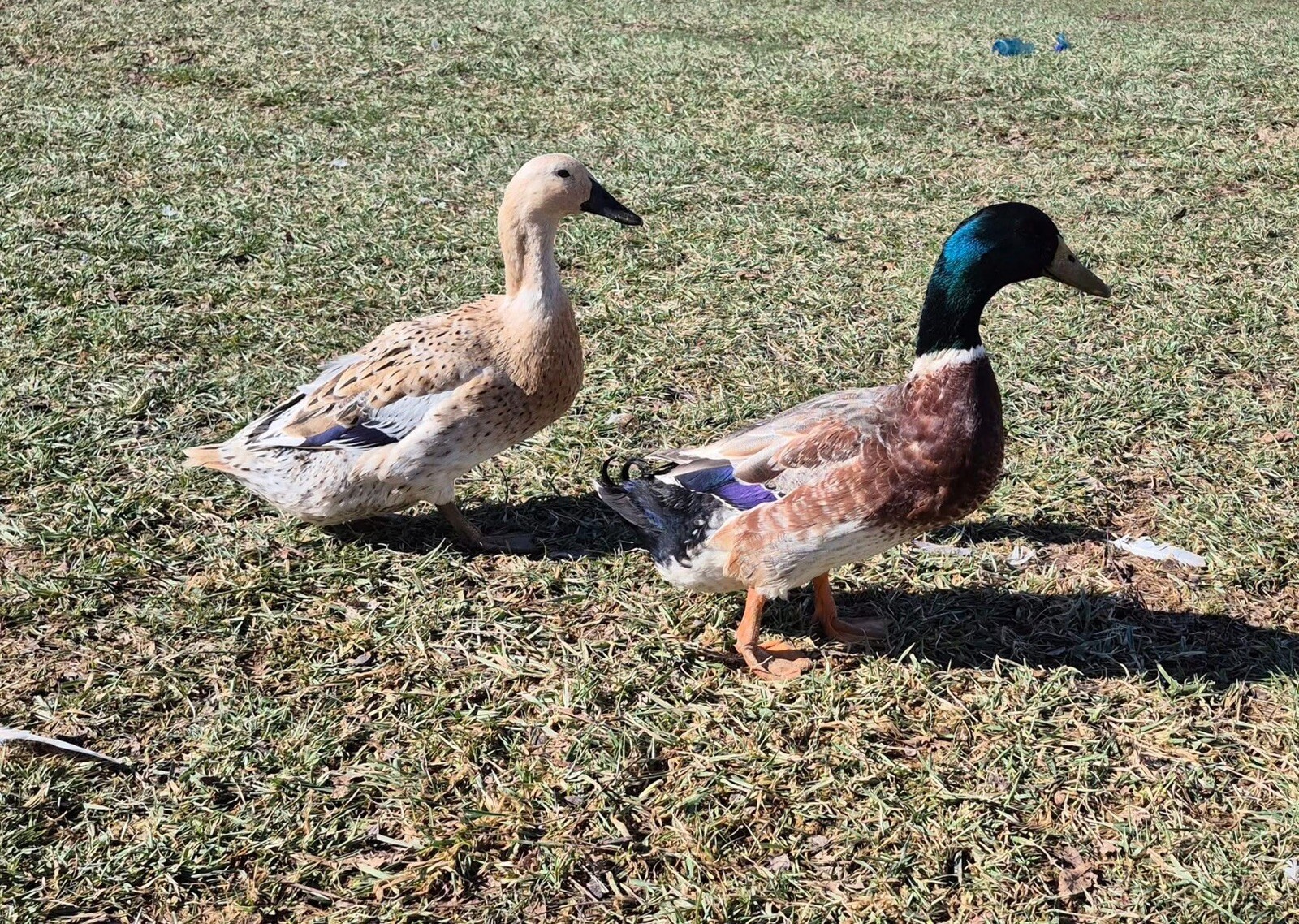 12+ Assorted Duck Fertile Hatching Eggs – Cayuga, Blue Sweddish, Acona, Magpie