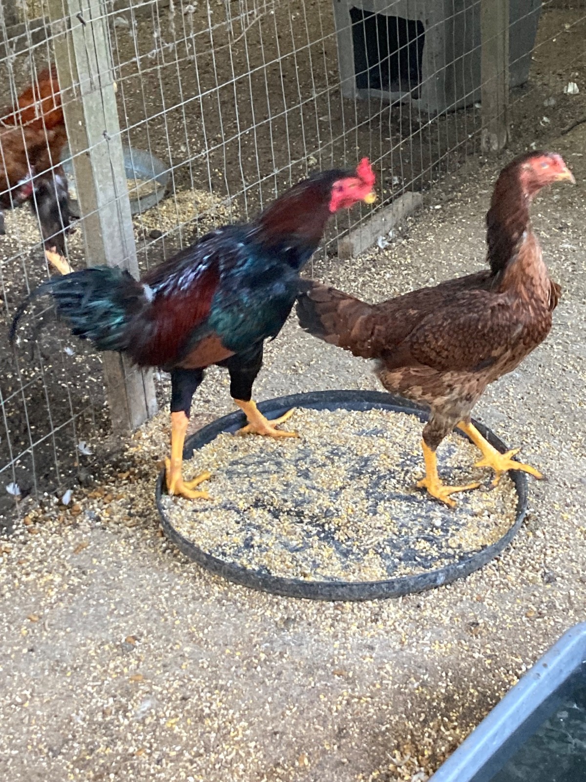 7 FRESH Indio Gigante Hatching Eggs shipped either USPS or 2 Day FedEx
