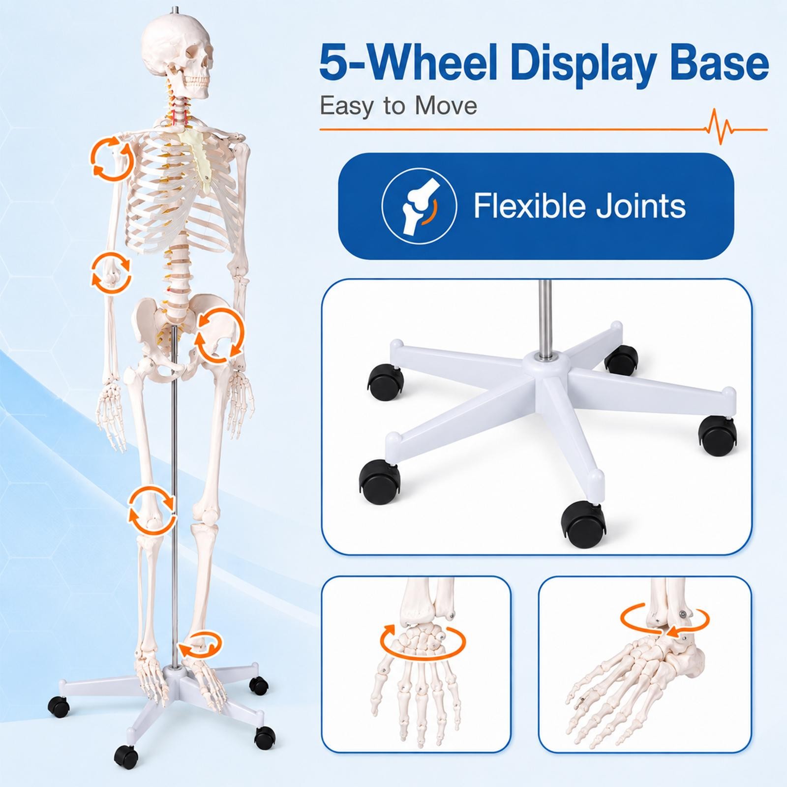 70″ Life-size Skeleton Model Human Anatomy Medical Students W/Rolling Stand