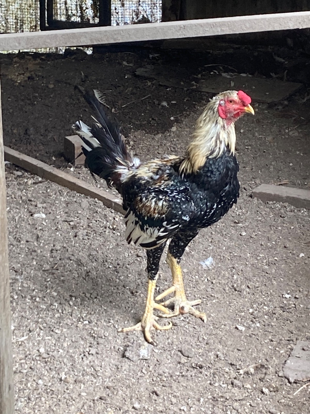 7 FRESH Indio Gigante Hatching Eggs shipped either USPS or 2 Day FedEx