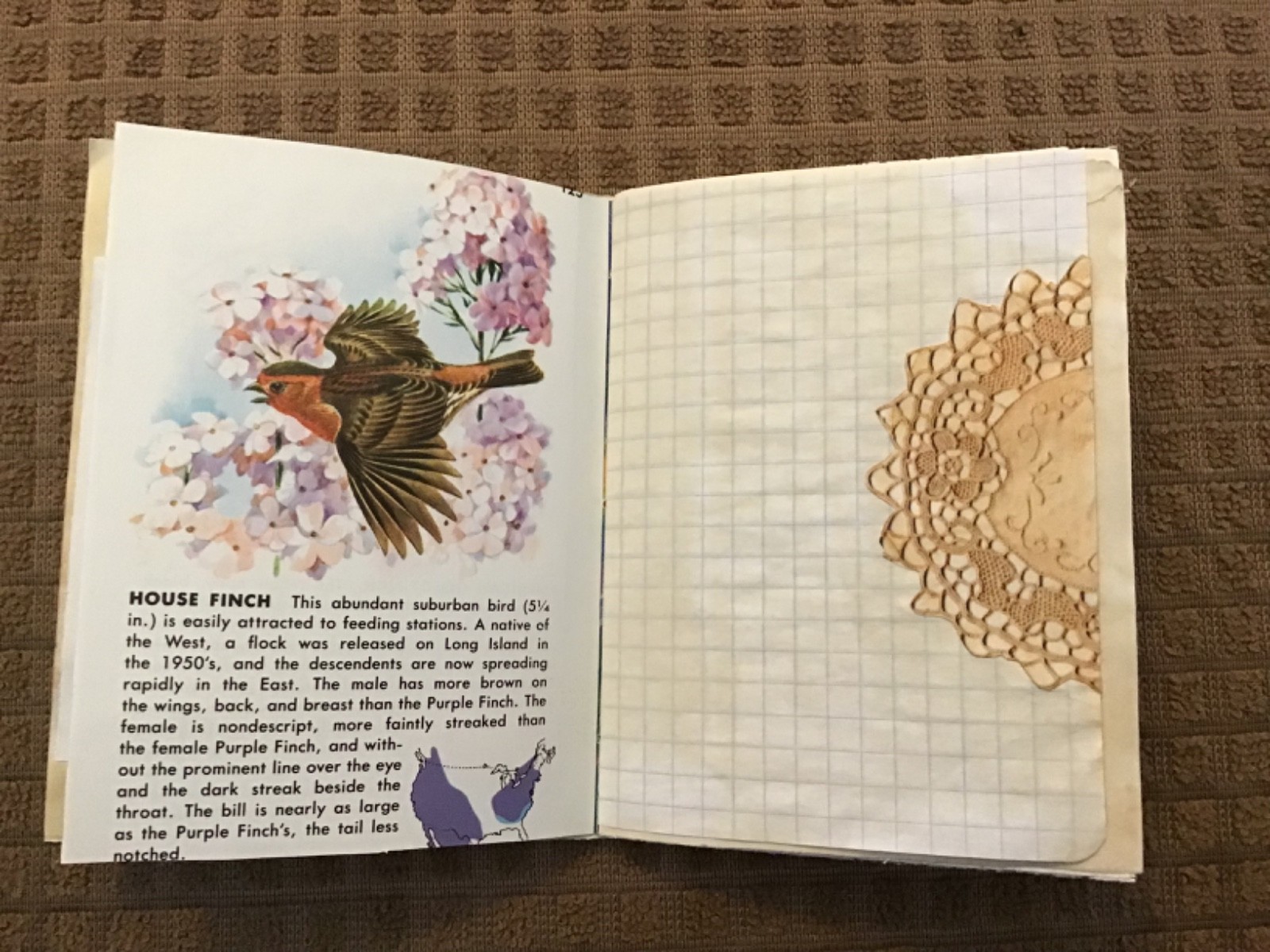 Handmade Naked Junk Journal 5-1/2” x 4-1/4” Mushroom & Leaves Print Cover