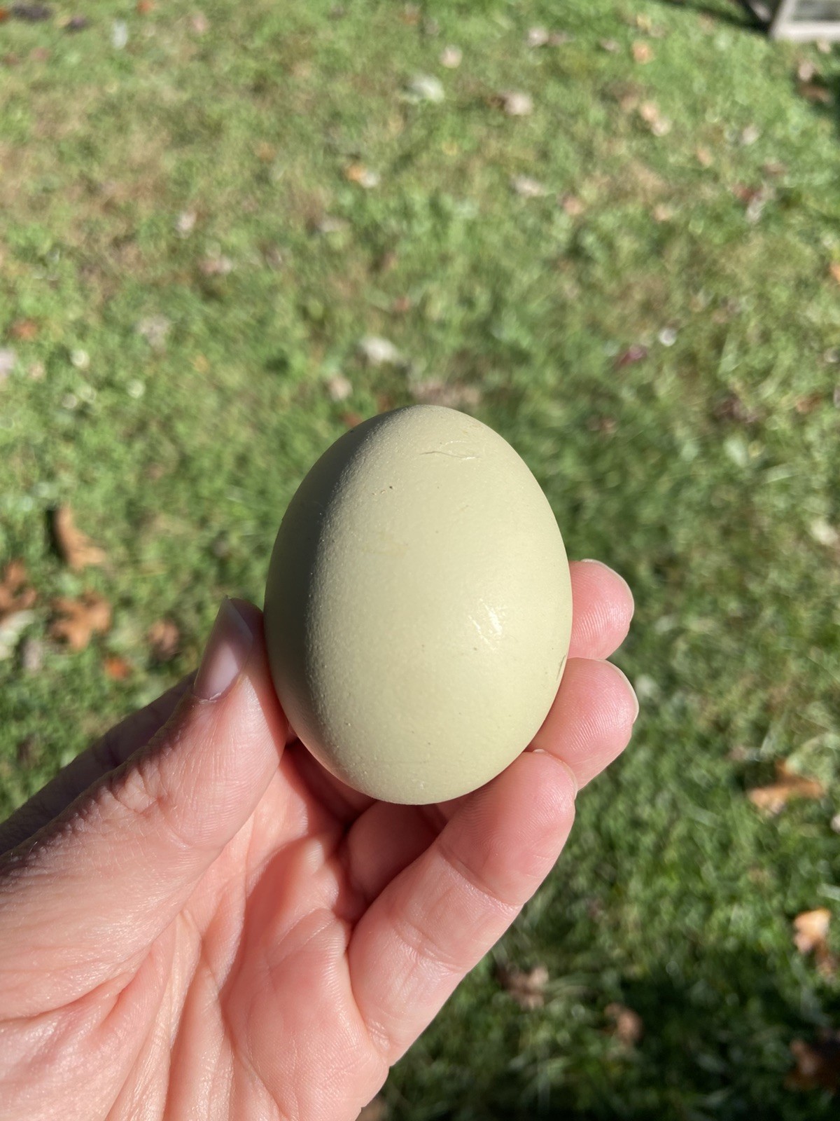 (6) F1, F2, F3 Speckled Olive Moss Egger Hatching Eggs