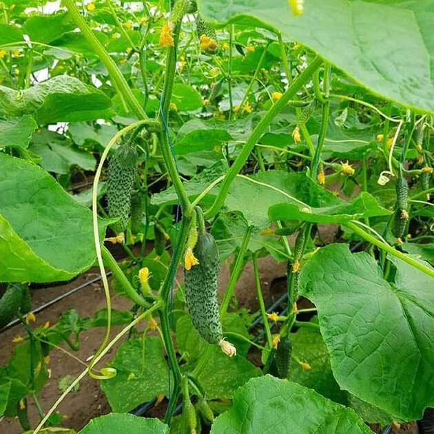 100 Cucumber Seeds SV 4097 F1 Seminis Monsanto Netherlands gherkin семена огурец