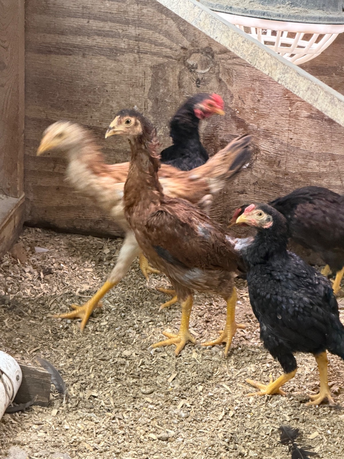 7 FRESH Indio Gigante Hatching Eggs shipped either USPS or 2 Day FedEx